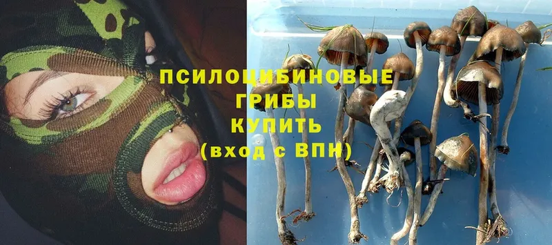 Галлюциногенные грибы Psilocybe  Вязники 